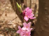 057 Fior di Stecco.JPG
